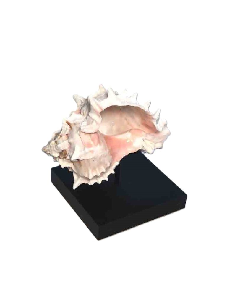 sea shell display