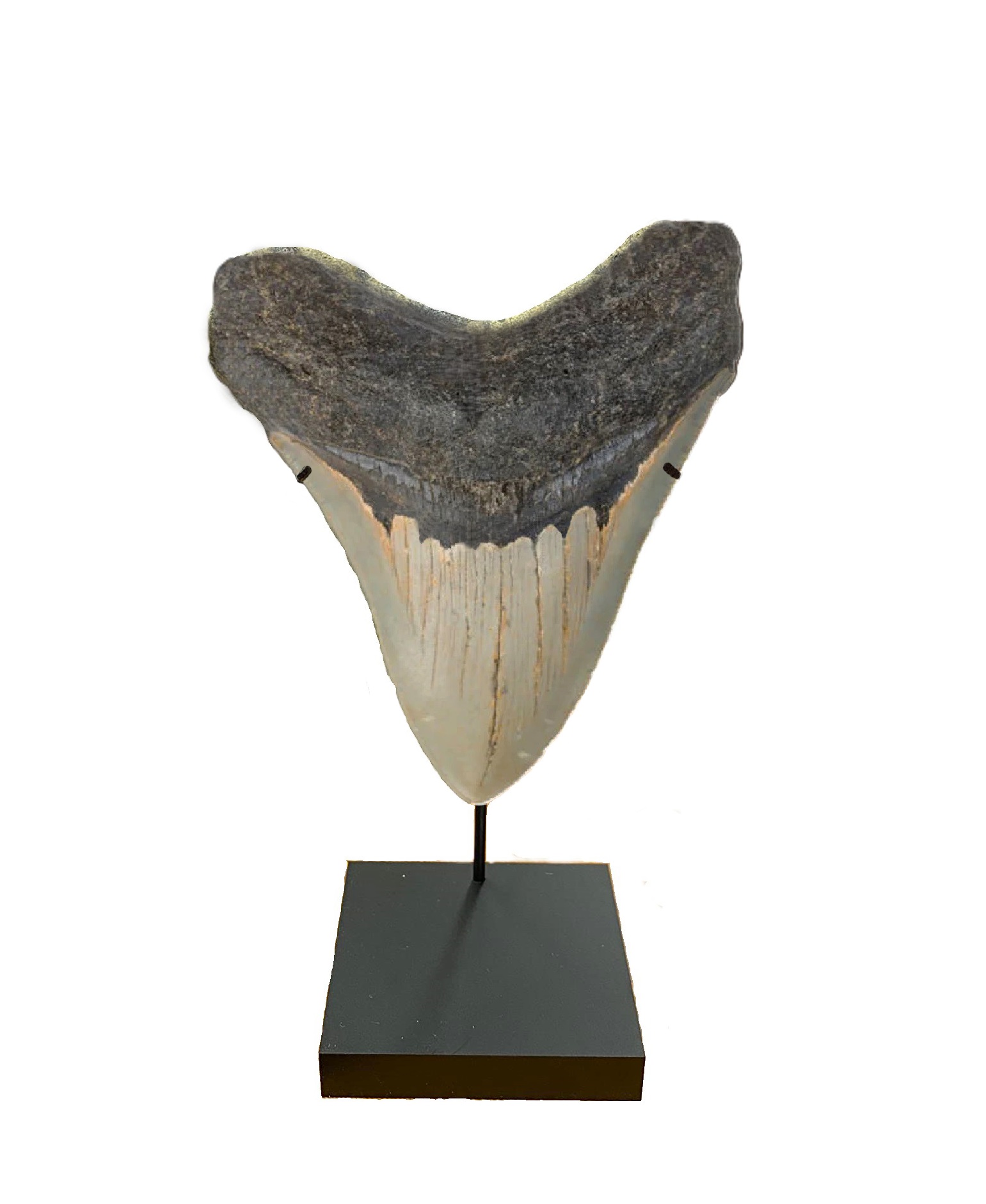 megalodon tooth display